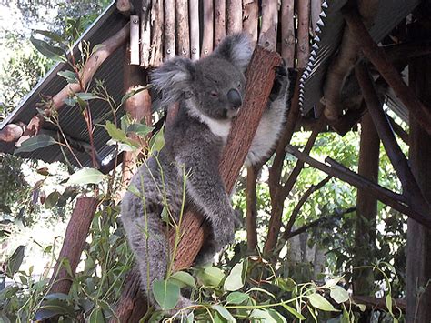 Lone Pine Sanctuary Brisbane Australia Furry Tree Koala Eucalyptus