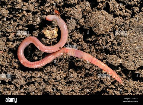 Common Earthworm Lumbricus Terrestris On Soil Stock Photo Alamy