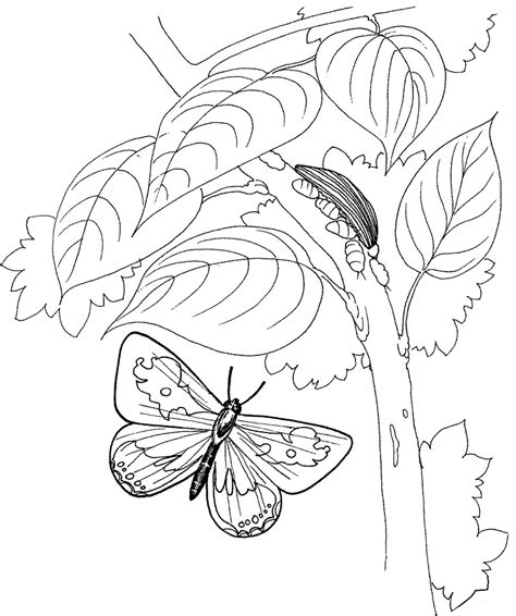 Oruga Con Mariposa Para Colorear Imprimir E Dibujar Coloringonly Com