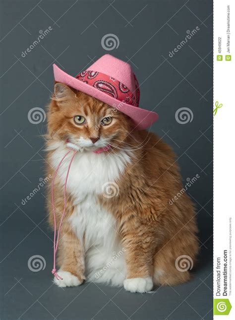 Ginger Cat In Pink Cowboy Hat Stock Photo Image Of
