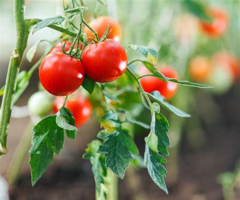 How To Grow Tomatoes Indoors The Best Methods For Success