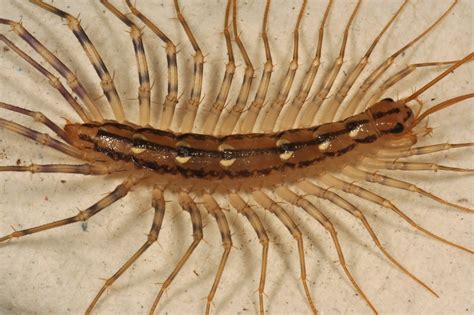 Centipede Animals Interesting Facts And New Pictures All Wildlife