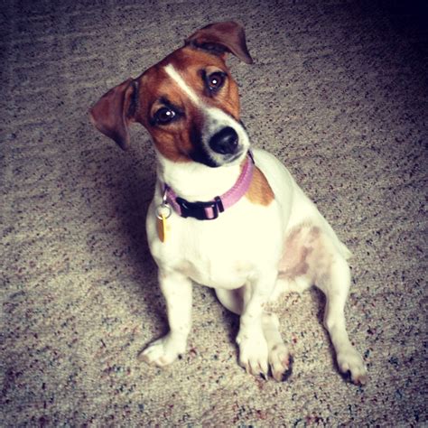 No One Can Resist A Jack Russell Terrier Head Tilt My Little Honey