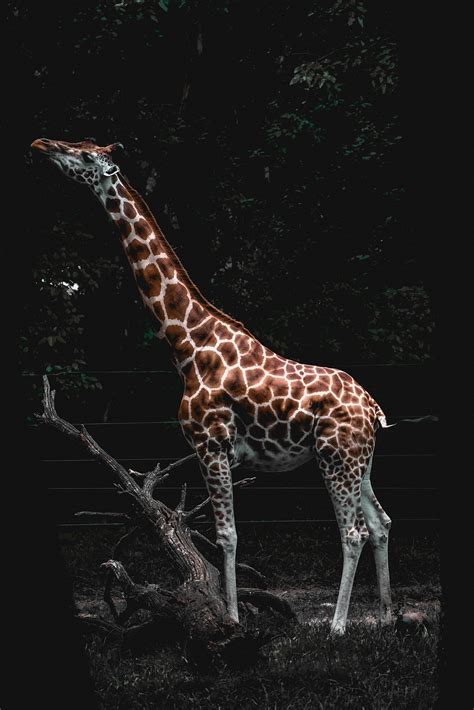 Giraffe Animal Safari Free Photo On Pixabay Pixabay