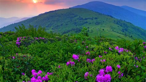 Landscape Flowers Mountain Purple Flowers Wallpapers Hd Desktop And Mobile Backgrounds