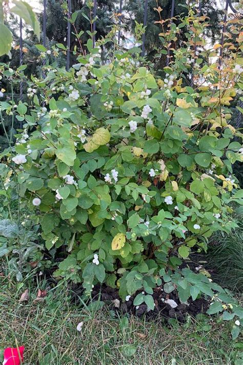 How To Grow And Care For Snowberry Bush Gardeners Path