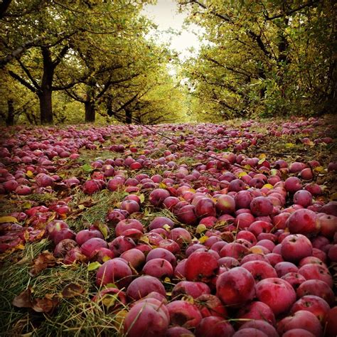 Apple Orchards In Washington Apple Orchard Washington State Nature