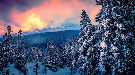 Nature Forest Trees Snow Winter Sunset Wallpapers Hd