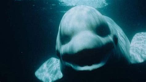 Imagine Being In A Water Tank With This Beluga Whale That Apparently