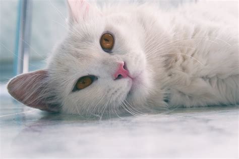 Close Up Photo Of White Cat Lying Down · Free Stock Photo