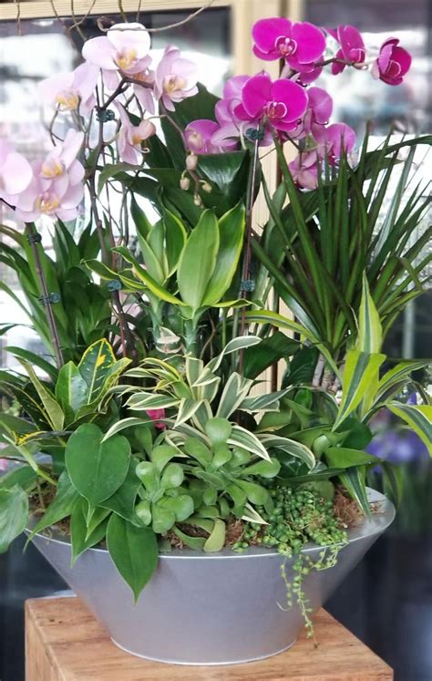 Plants Arrangement For Yours By Cerritos Hills Florist