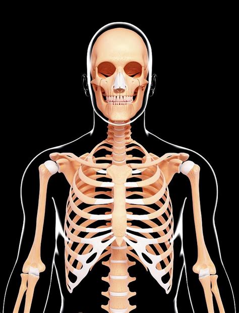 Human Skeleton Photograph By Pixologicstudioscience Photo Library Pixels