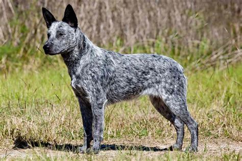 Australian Stumpy Tail Cattle Dog Breed Information And Characteristics