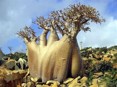 Photos Of The Most Unusual Trees In The World Weird Photos Weird