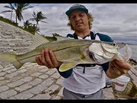 SNOOK Caught From Shore In FLORIDA First Time Snook FISHING DON T