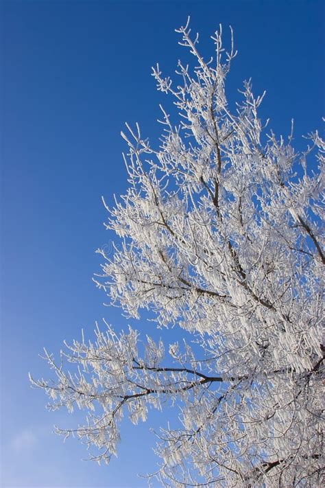Winter Hoar Frost On Tree Stock Photo Image Of Russia 375170