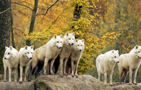 Wallpaper Forest Animals Wolves Images For Desktop Section животные
