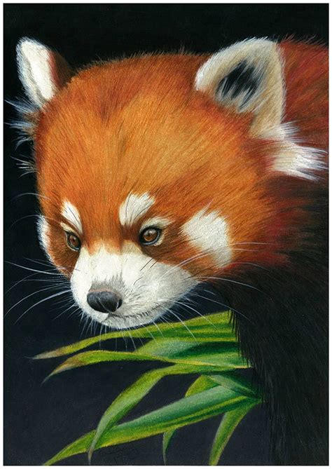 Original Red Panda Colour Pencil Art Etsy Australia