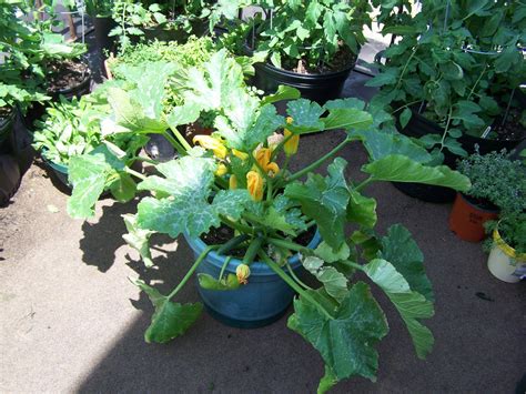 19 Beauteous Growing Zucchini In A Container Inspiratif Design
