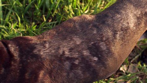 Ringworm In Dogs How To Prevent And Treat It Effectively