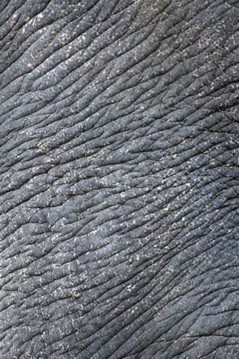 Wrinkled Elephant Skin Asian Elephant Stock Photo Colourbox