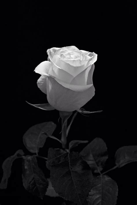 Check out this fantastic collection of dark aesthetic wallpapers. Black And White Rose Aesthetic 4k Wallpapers - Wallpaper Cave