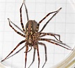 I ragni che vivono in casa: le specie più comuni e innocue