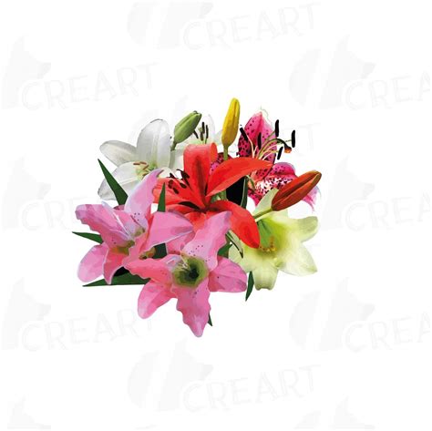 Lily Watercolor Clip Art Pack Colorful Lily Flowers Lily Bouquet
