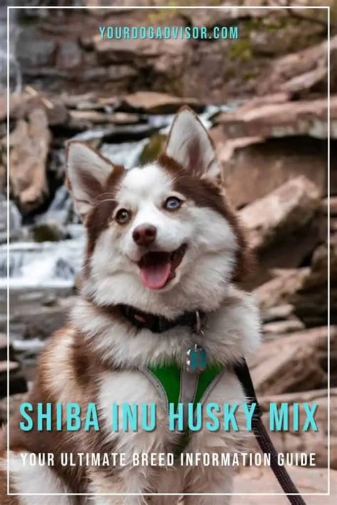 Shiba Inu Husky Mix Your Ultimate Breed Information Guide Your Dog