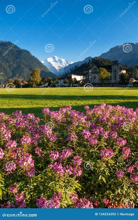 Pink Flowers Green Field Hohematte Park And Swiss Alps In Interlaken