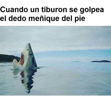 Tiburon Meme Subido Por Srarcana Memedroid