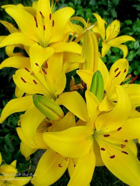 Orange and yellow flowers pictures. June 17th ~ Blooms of the Day! | Lily seeds, Asiatic ...