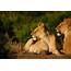 Kenya Wildlife Trust  Empowers Africa