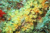 La margherita di mare, un corallo? No due - Villaggio Globale