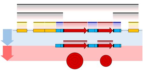 Filegene Structure Prokaryote 2 Unannotatedsvg Wikimedia Commons