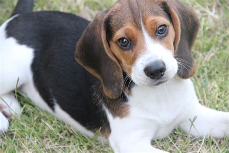 A Small Brown And White Dog Laying On Top Of Grass