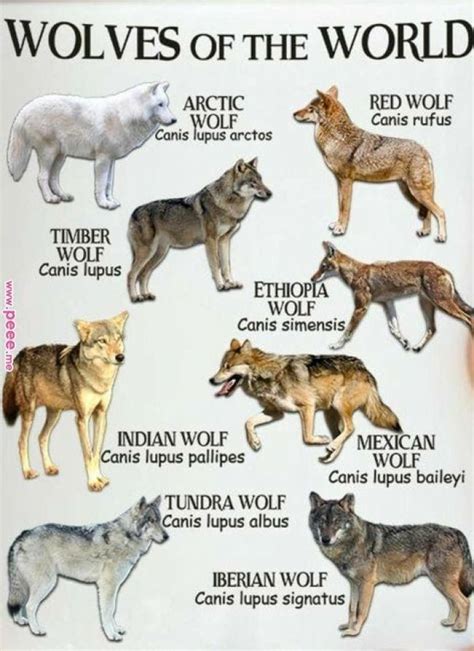 Pin By Jen Yoder On Cool Pics Wolf Dog Indian Wolf Animals Wild