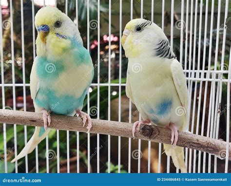 Fancy Budgies Photos Free And Royalty Free Stock Photos From Dreamstime