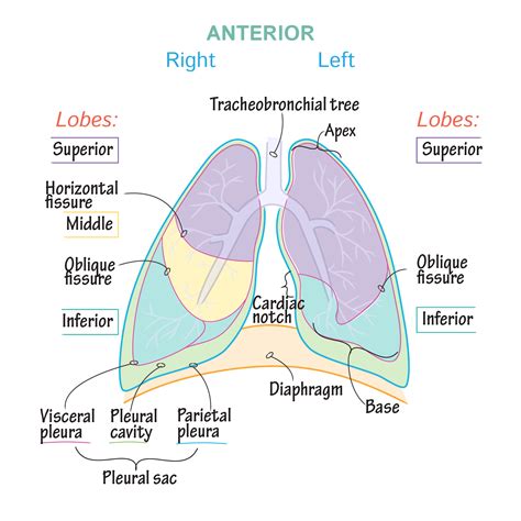 Gross Anatomy Glossary Lungs And Pleura Draw It To Know It