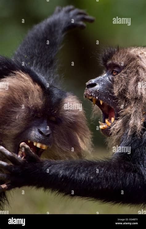 Lion Tailed Macaques Macaca Silenus Play Fighting Anamalai Tiger