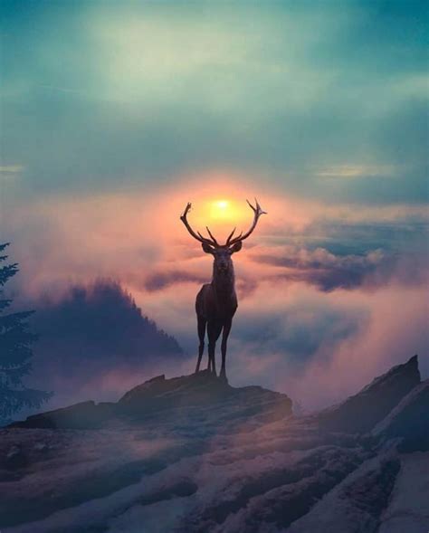 20 Cool Photography Ideas Of This Year Majestic Animals Nature