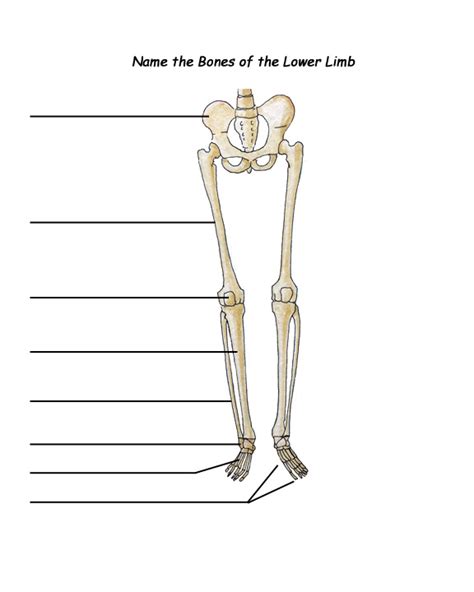 Label The Bones Of The Leg Exploring Nature Educational Resource