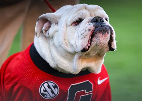 Best Photos Georgia Bulldogs Mascot Uga X — A Winning Machine