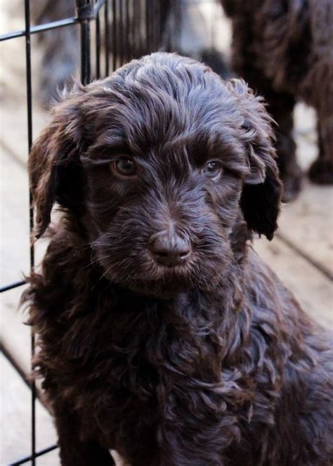 If you ask us, they're the best dog for. chocolate australian labradoodle puppies | Australian ...