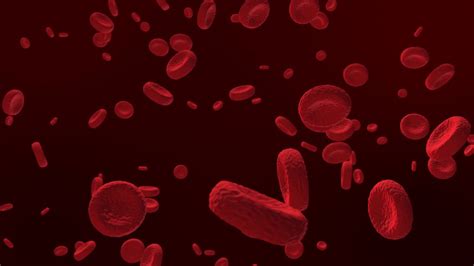 Animation Of Red Blood Cells Floating Motion Graphics Free Animated