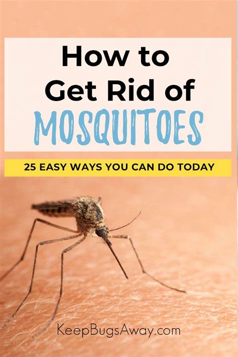 How To Get Rid Of Mosquitoes 25 Easy Ways To Keep Mosquitoes Away