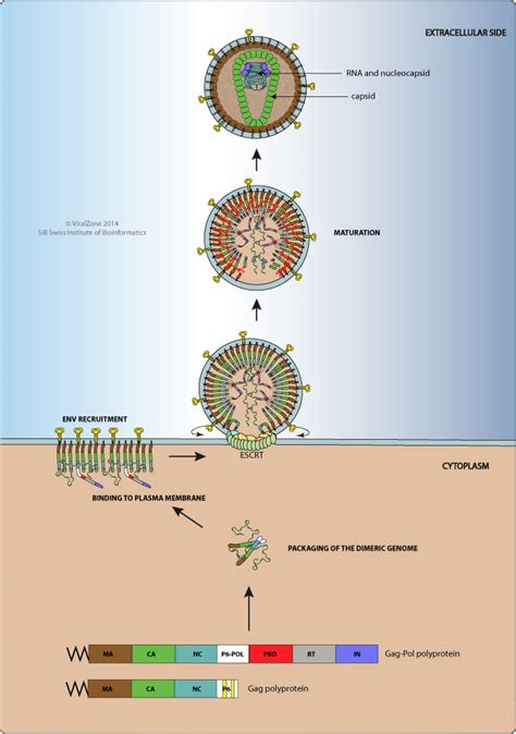 HIV Gag Polyprotein Processing And Early Viral Particle 58 OFF