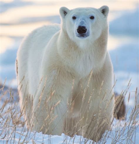Polar Bear Ijsbeer Polar Bear Bear Animals