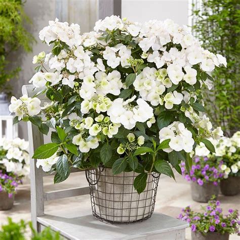 Buy Rhs Chelsea Flower Show Plant Of The Year 2018 Garland Hydrangea
