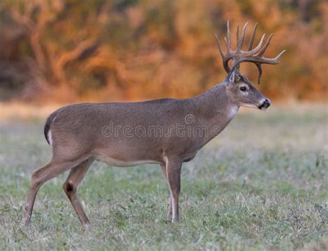 Whitetail Deer Buck In Texas Farmland Stock Image Image Of Buck